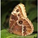 motýlik Morpho Peleides