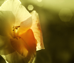 V posledných  lúčoch