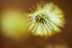 Explozia