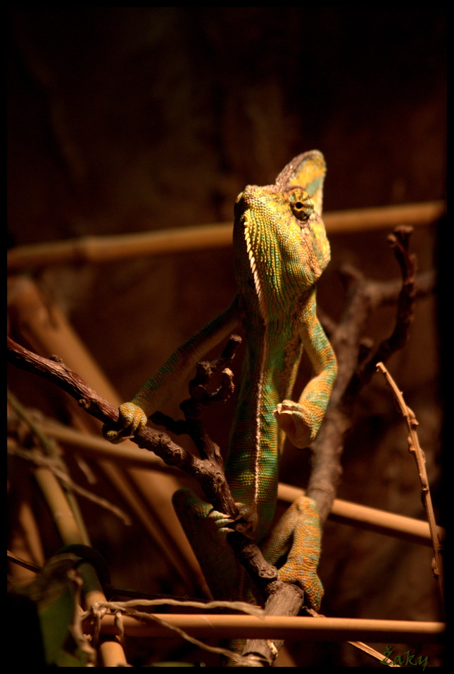 Náš chameleón