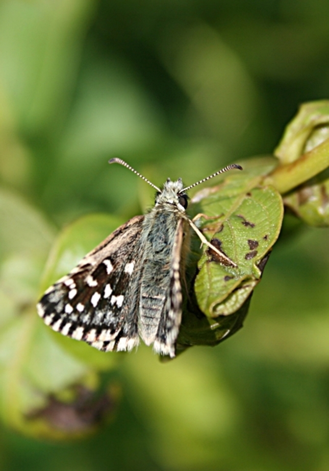 Common Checkered