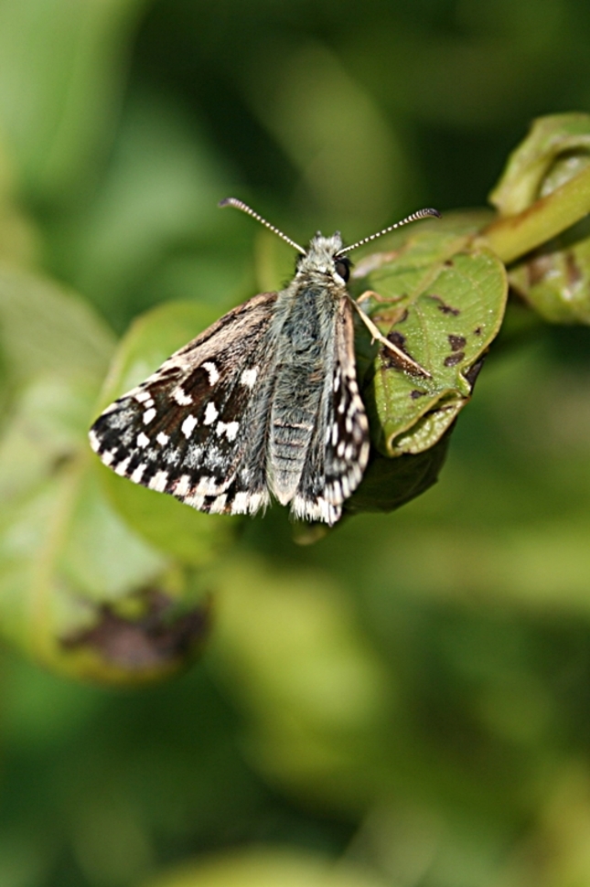 Common Checkered