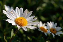 Biela