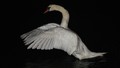 swan ballet