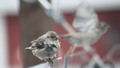 sparrow and its ghost ..........