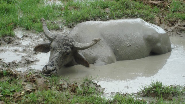 dirty job - water buffalo