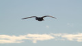freedom of bird