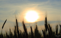 obilie 2010