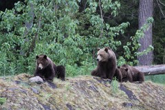 Meet the grizzly bears