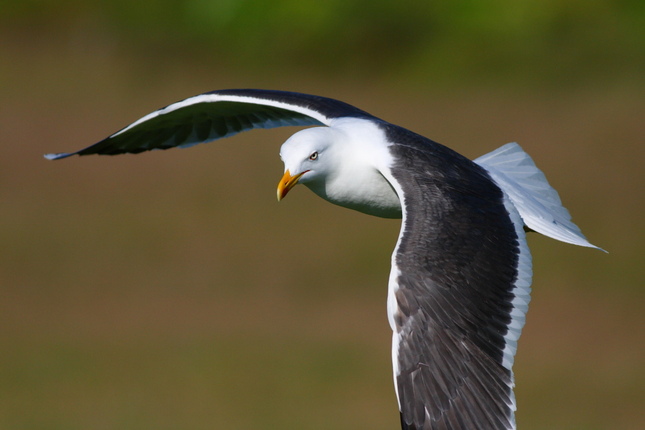 chmuravy morsky dravec (blba caj