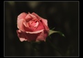 Ružová melanchólia