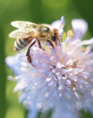 Včela - soft focus