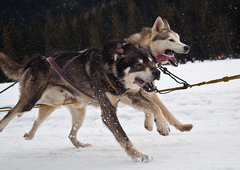 sleddog