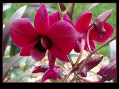 Orchidea