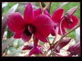 Orchidea