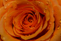 Rose II.