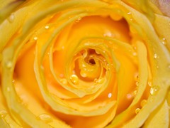 First rose