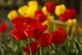 Záhon tulipánov