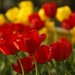 Záhon tulipánov