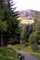 lesny chodnik