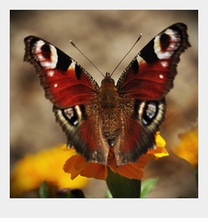 Motyl 1