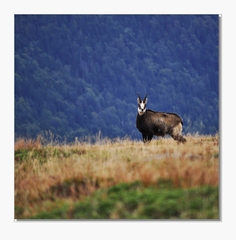 jeden zo serie troch