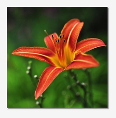 Kvet a 6 postavičiek