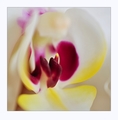 Do stredu orchideje