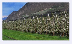 . .  o budúcej úrode v kvete. .