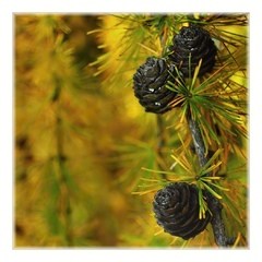 Šišky smrekovca opadavého