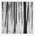 Duchovia lesa Bw