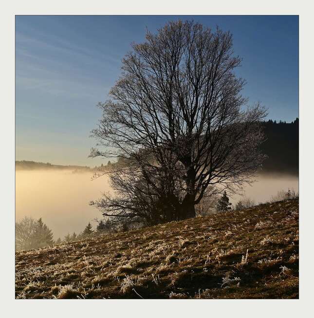Inverzia ..