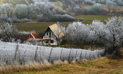Záhrada
