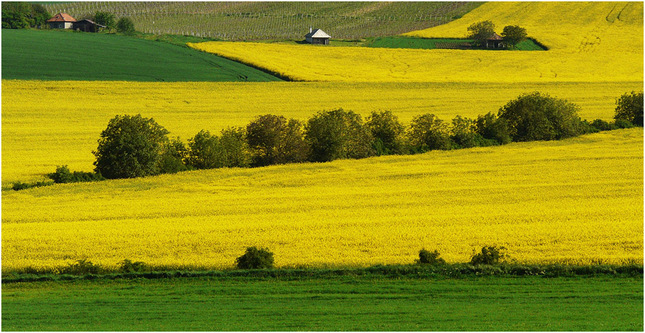 Žltá krajina 1