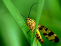 srpica obycajna (Panorpa communi