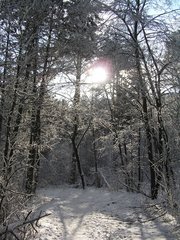 zima v lese