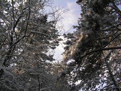 stromy v zime