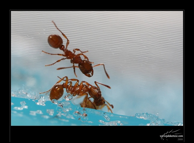 Na mravenčím koupališti