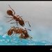 Na mravenčím koupališti