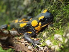 Salamandra 