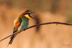 Nasrdený včeložrút