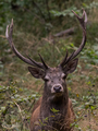 Jeleň lesný -Cervus elaphus-