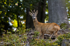 V tieni starých dubov