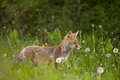 Líška obecná  -Vulpes vulpes-