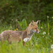 Líška obecná  -Vulpes vulpes-