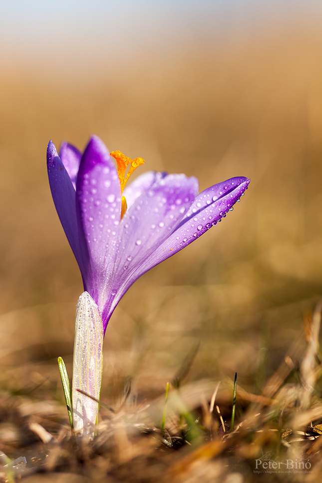 Krokus