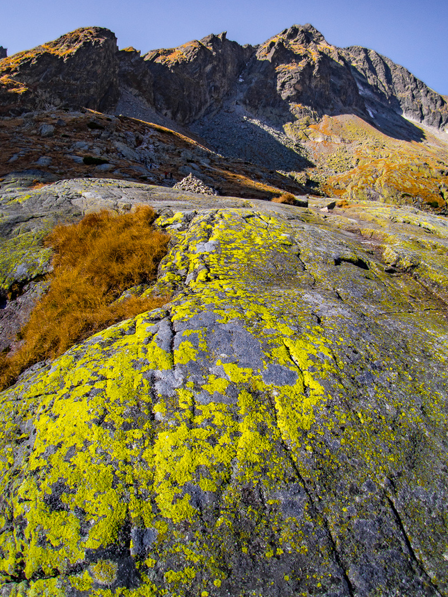 "yellow lichens"