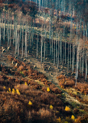 ....o krajine s jazvami na duši