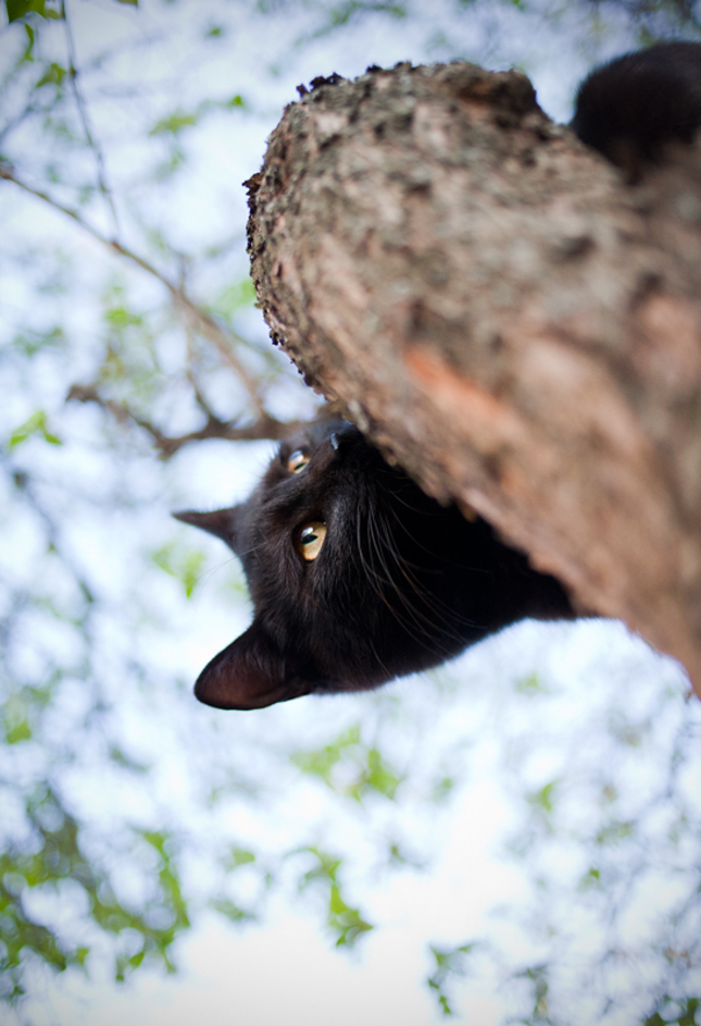 Mačka stromová.