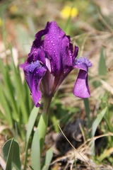 Kosatec nízky (Iris pumila)
